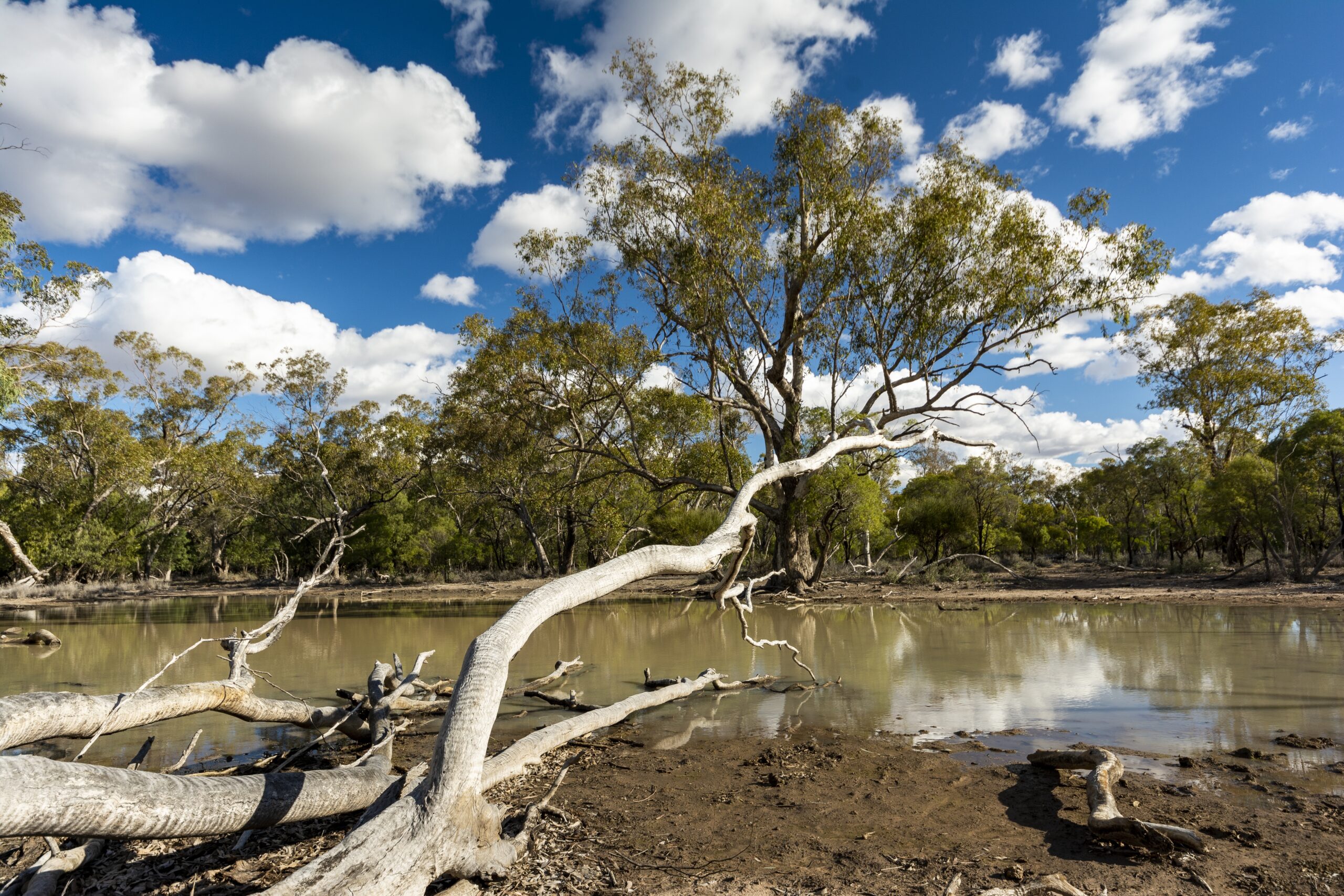 Scenery of a field full of different kinds of plants and trees reflecting in the lake